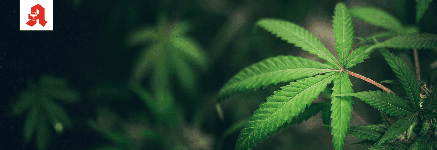 Cannabisblätter und Apothekenlogo