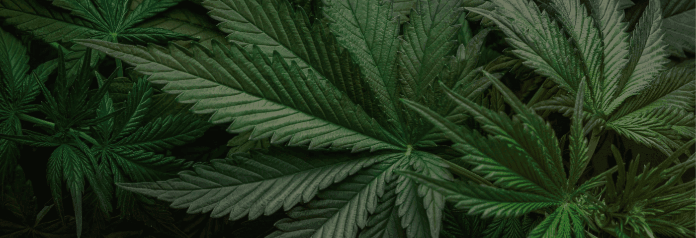 Nahafnahme von mehrere Cannabisblättern
