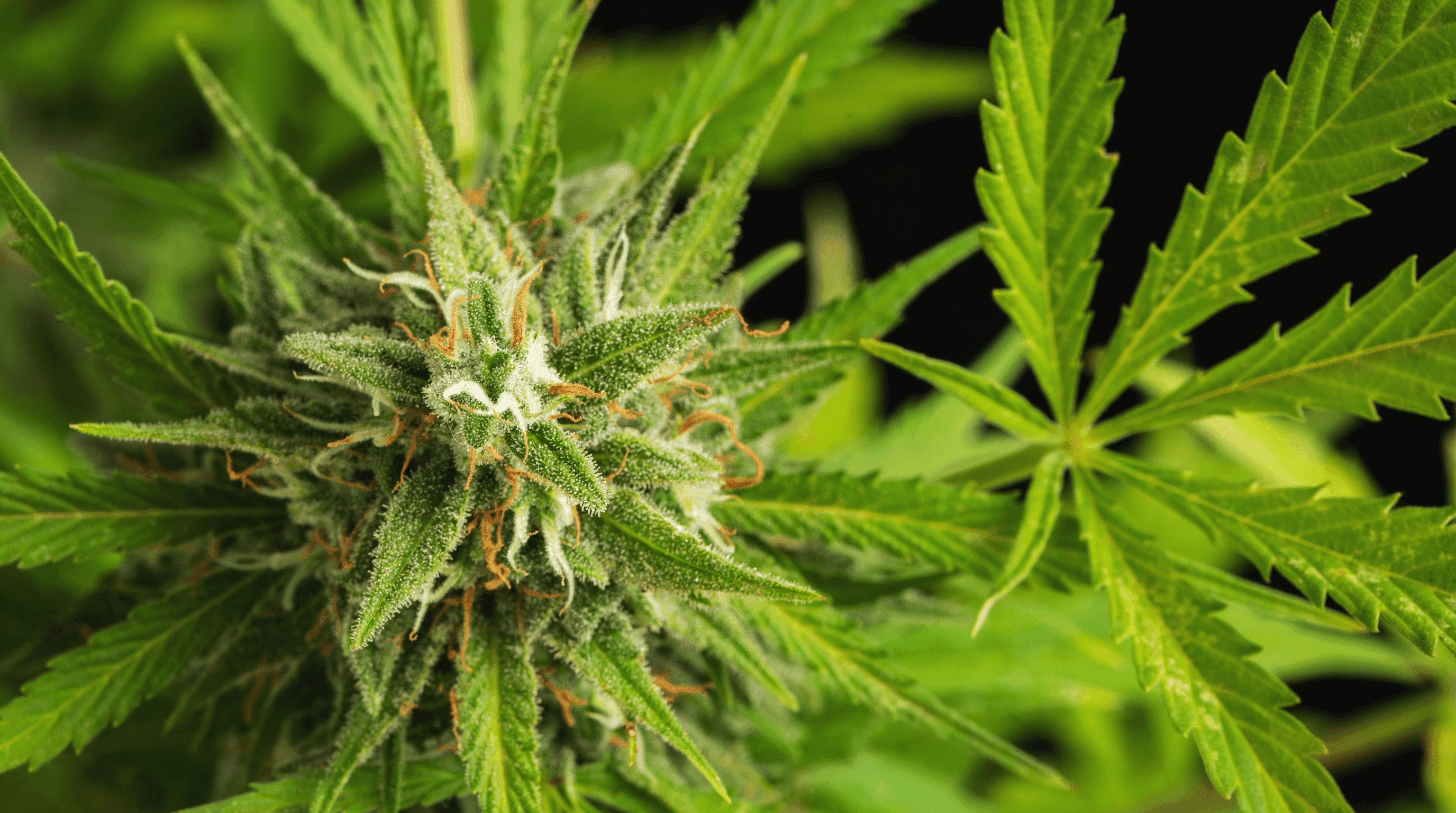 Nahaufnahme einer Cannabispflanze