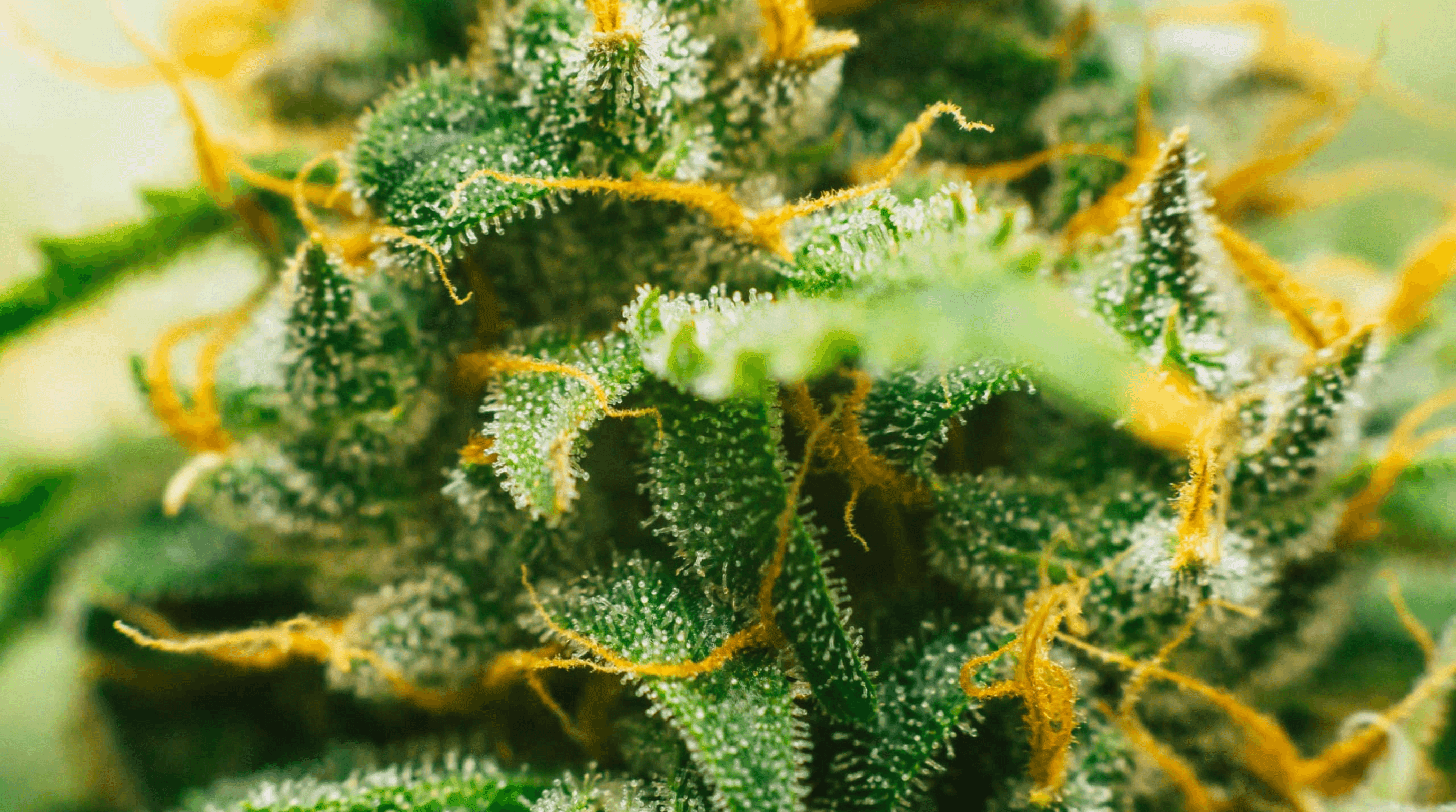 Nahaufnahme von einer Cannabisblüte