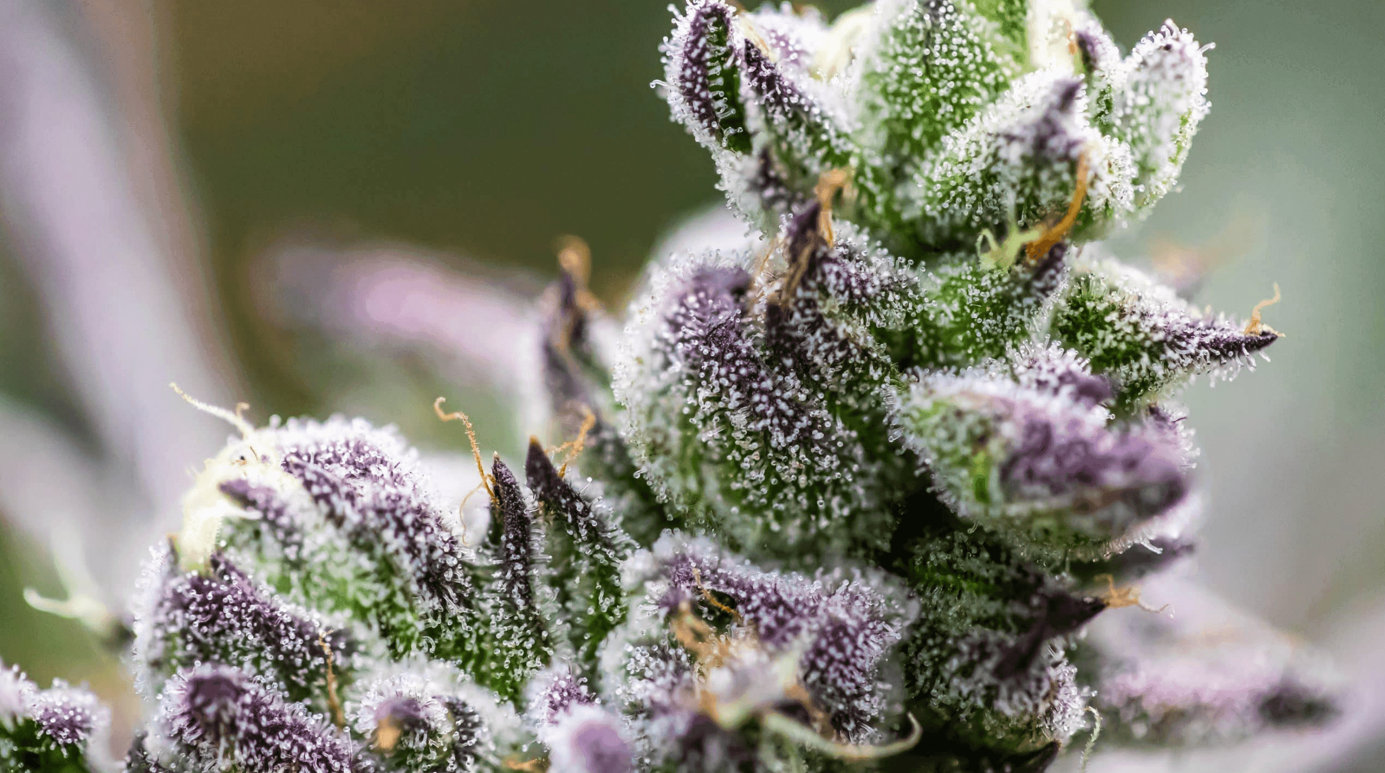 Nahaufnahme von einer Cannabisblüte