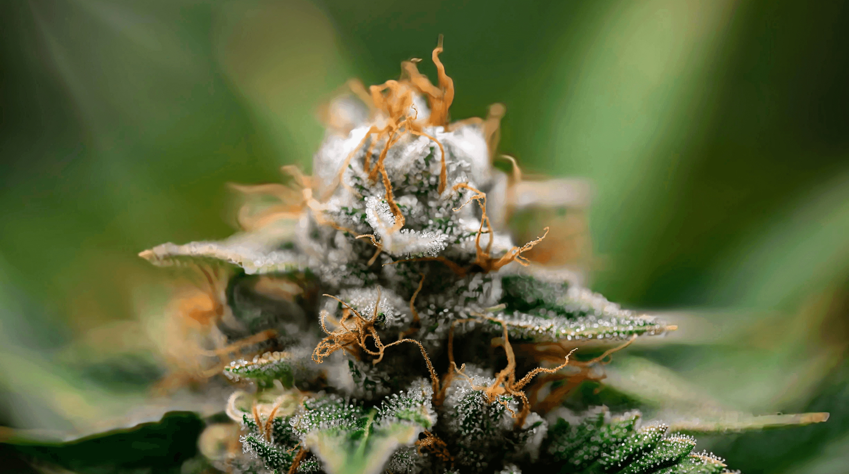 Nahaufnahme von einer Cannabisbpflanze