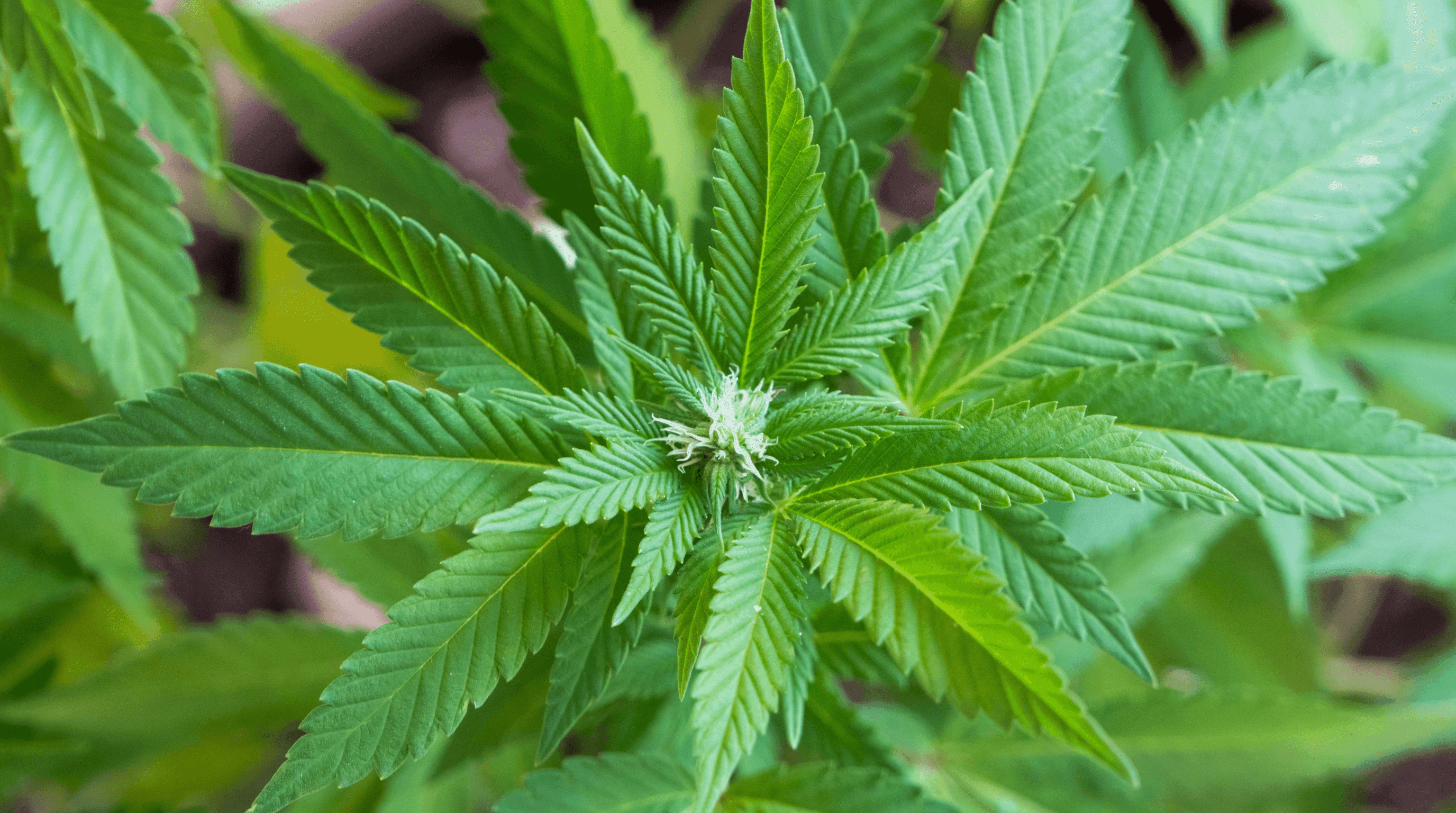 Draufsicht auf eine Cannabispflanze